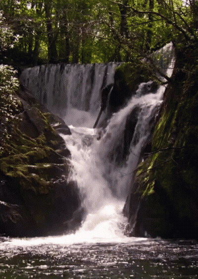 Waterfall Surrounded By Mossy Rocks And Trees GIF