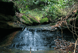 Waterfall Woods Creek Forest Peaceful Nature GIF