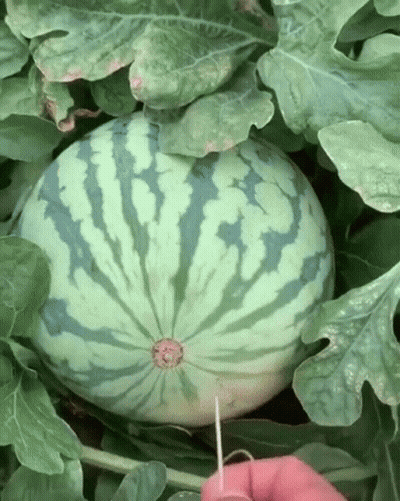 Watermelon Being Peeled With Pink Needle GIF