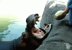 Watermelon Feeding Hungry Hippo GIF