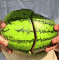 Watermelon Pug GIF