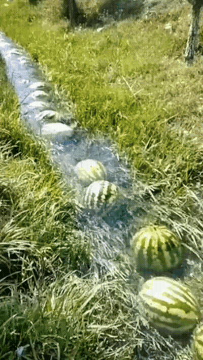 Watermelons Are Being Harvested By A Stream Of Water GIF