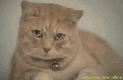 Watery-Eyed Sad Cat Crying  GIF