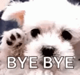 Waving Goodbye White Dog Bye Bye GIF