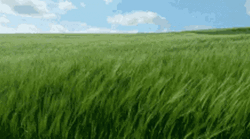 Waving Grass Field Loop GIF