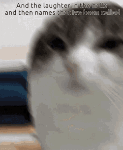 Wawa Cat Wawa GIF