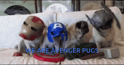 We Are Avenger Dancing Pug  GIF