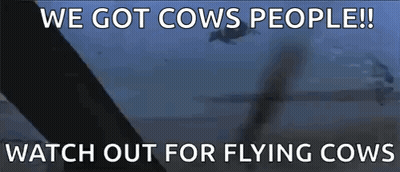 We Got Cows People Watch Out For Flying Cows GIF