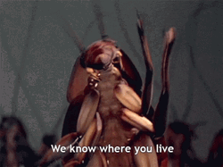 We Know Where You Live Roach GIF