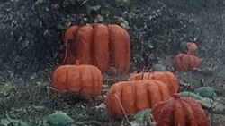 We're Up For Pumpkin Spice GIF