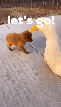 We Ready Duck Carrying Puppy GIF