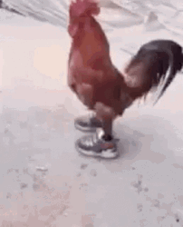 Wearing Shoes Chicken Run GIF