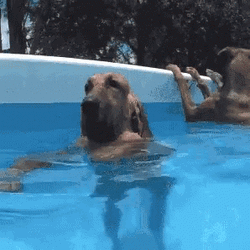 Wearing Sunglasses Dogpool GIF
