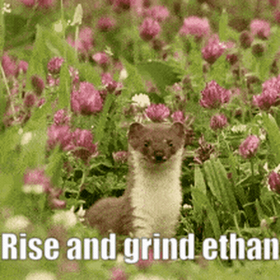 Weasel In Flowers Saying Rise And Grind Ethan GIF