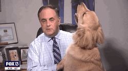 Weatherman Paul Dellegatto Interrupted By Dog  GIF