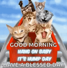 Wednesday Blessings Funny Cats Hump Day GIF