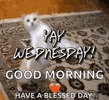 Wednesday Blessings Good Morning Funny Cat Dance GIF