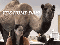 Wednesday Is Hump Day Graphic Design GIF