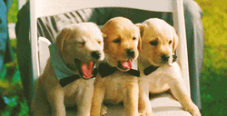 Wednesday Morning Funny Labrador GIF