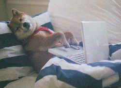 Wednesday Work Meme Dog Lying Down GIF