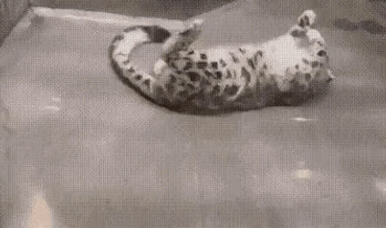 Weedpony Bobcat GIF
