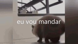 Weeee Cat Jump Attack GIF
