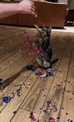 Weeee Cat Party Time GIF