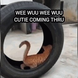 Weeee Cat Rolling Tire GIF