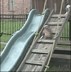 Weeee Dog Sliding Tumbling GIF