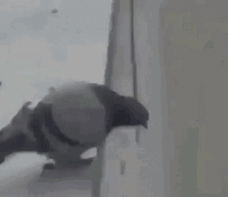 Weeee Pigeon Bird GIF
