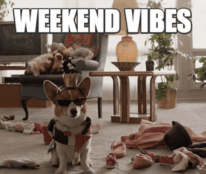 Weekend Vibes Dog In Messy Living Room GIF