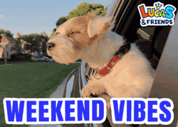 Weekend Vibes Dog Leaning Out Car Window GIF