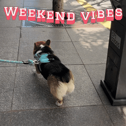 Weekend Vibes Dog Walking On The Sidewalk GIF