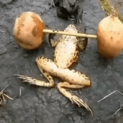 Weight Lifting Funny Frog Meme GIF