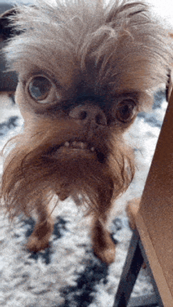Weird Ah Dog GIF