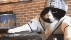 Weird Birthday Cat DJ Play GIF