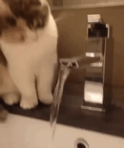 Weird Cat Acts Faucet Spout GIF