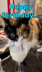 Weird Cat Drinking Milk Treat For Birthday