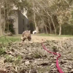 Weird Cat Walking Coming GIF