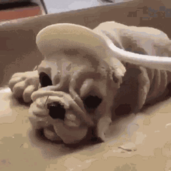 Weird Dog Cake GIF
