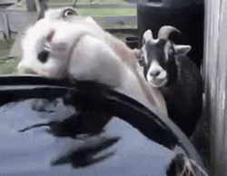 Weird Thirsty Licking Funny Goat GIF