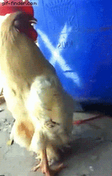 Weird Walking Rooster Crowing GIF