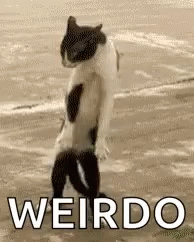 Weirdo Standing Cat GIF
