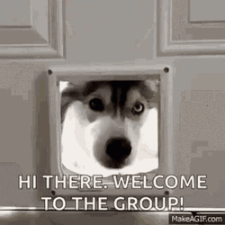 Welcome Aboard Husky Dog GIF