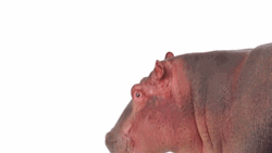 Well Hello There Cute Hippo GIF