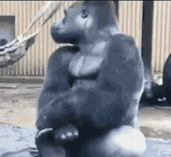 Well Were Waiting Unbothered Monkey GIF
