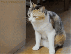 Welp Calico Cat Lying On The Floor GIF