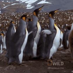 Were Outta Here National Geographic GIF