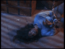 Werewolf Transformation She Wolf Of London GIF
