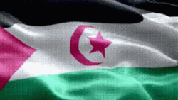 Western Sahara Flag Waving